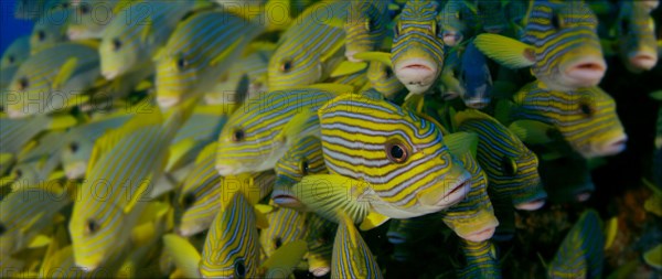 Very big school of Ribboned sweetlips