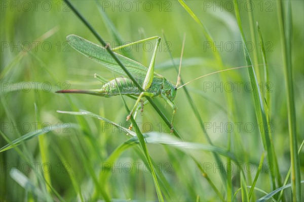 Great green bush cricket