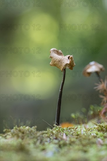 Marasmius alliaceus