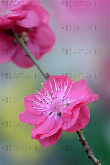 Japanese Ornamental Peach