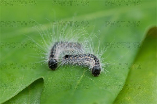 Oak processionary moth