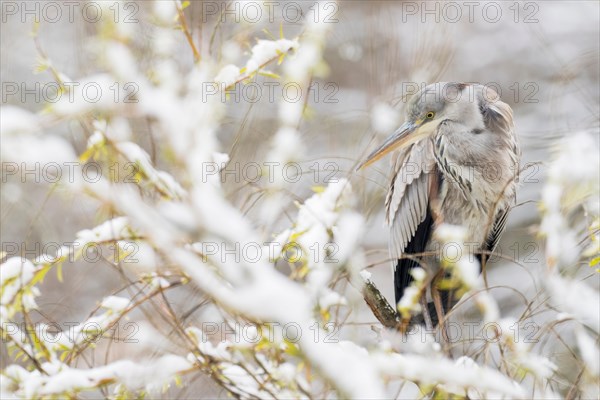 Grey heron