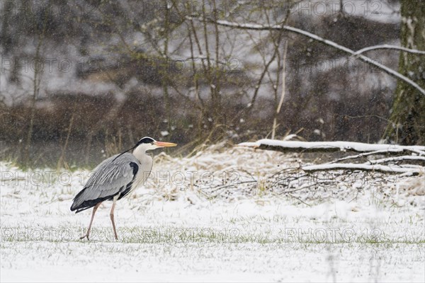 Grey heron