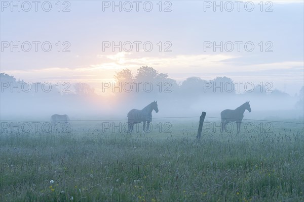 Horses in a meadow