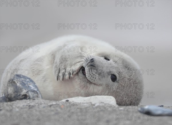 Grey seal