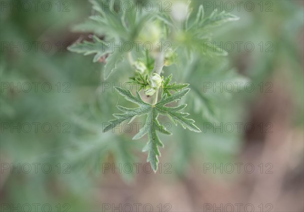 Greater musk-mallow