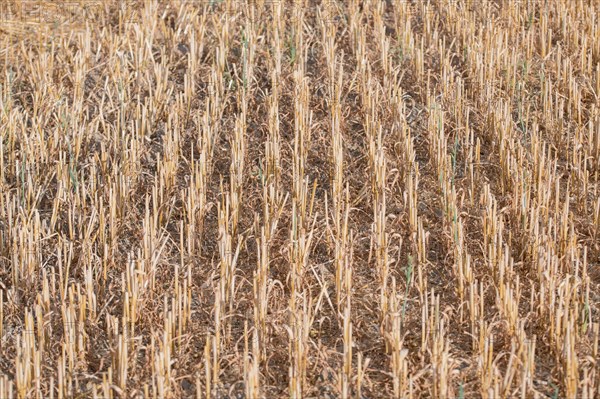 Stubble field