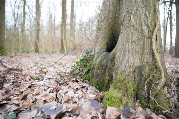 Water pot in old tree