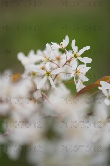 Snowy mespilus