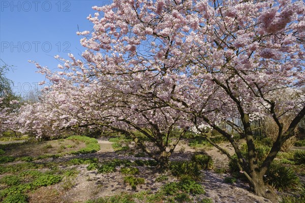 Japanische Bluetenkirsche