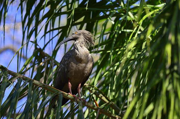 Plumbeous ibis