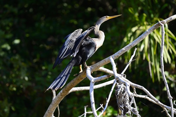 Anhinga