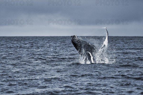 Humpback whale