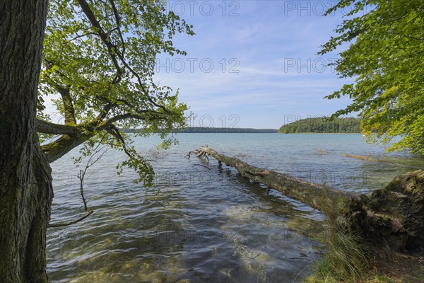 Lakeside in summer