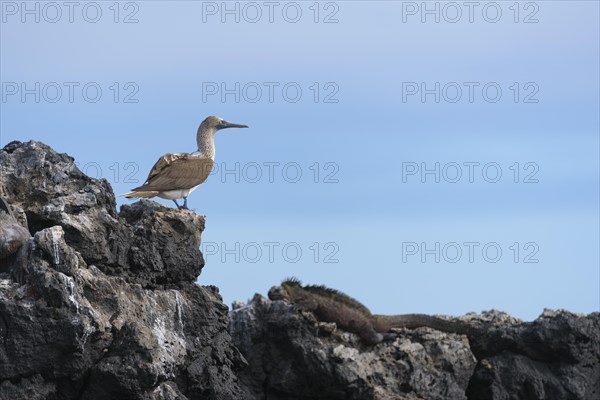 Blue-footed booby