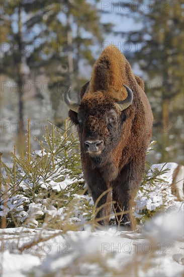 Bison