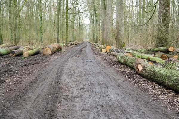 Forestry in the forest