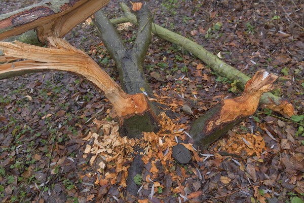 Beaver damage