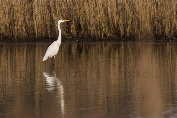 Great egret