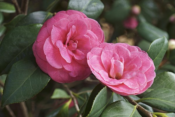 Japanese Camellia