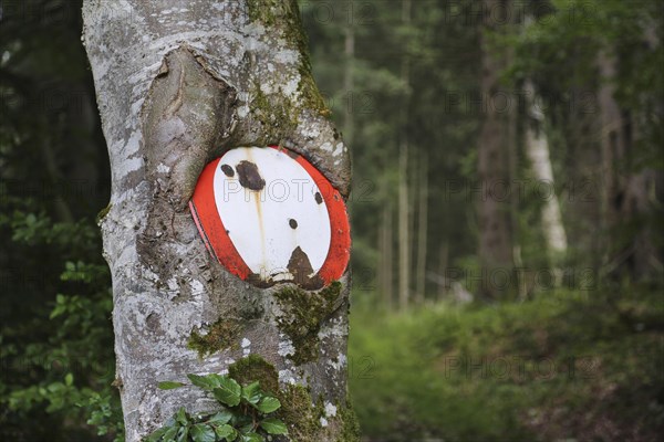 Traffic sign no throughway grown into tree trunk