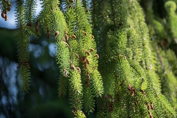 Brewer spruce