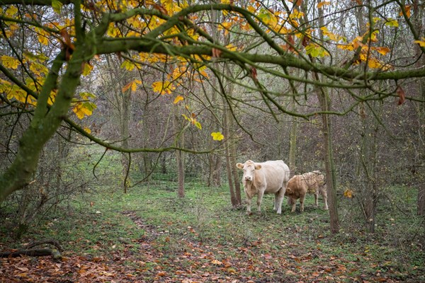 Domestic cattle