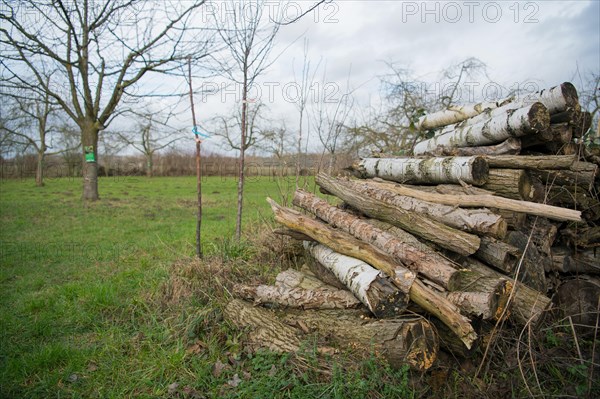 Deadwood pile