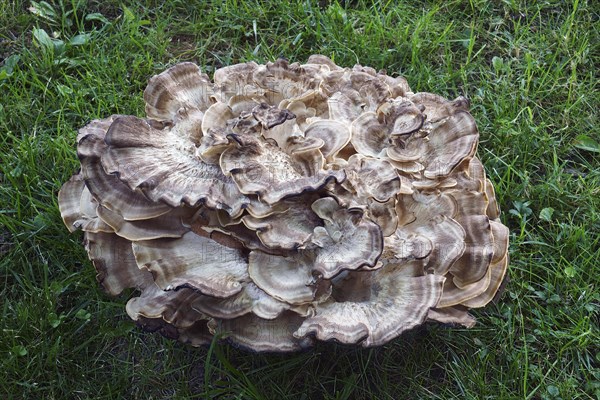 Giant polypore