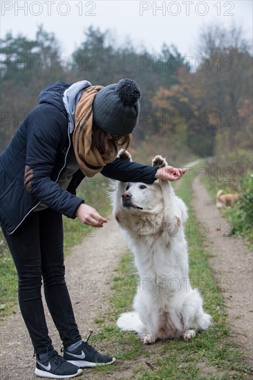 A golden domestic dog