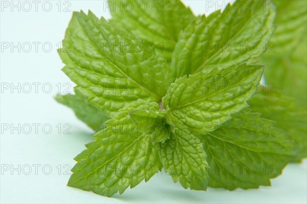 Spearmint leaves