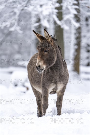 Thuringian forest donkey in winter in the forest