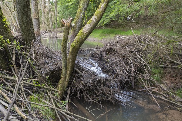 Beaver dam