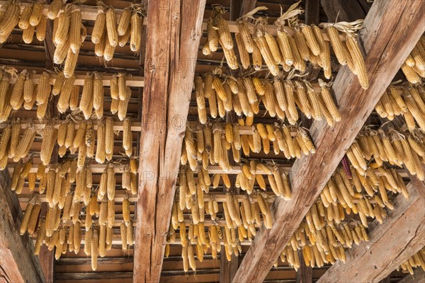 Ribel maize hung up to dry