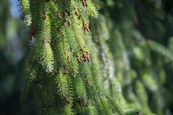 Brewer spruce