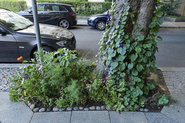 Greening of tree disc