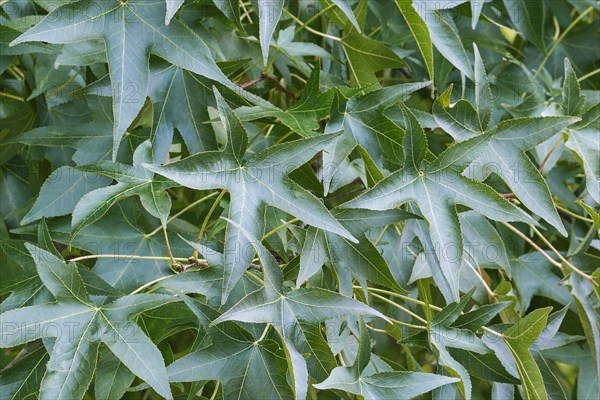 American sweetgum