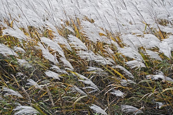 Amur silver grass