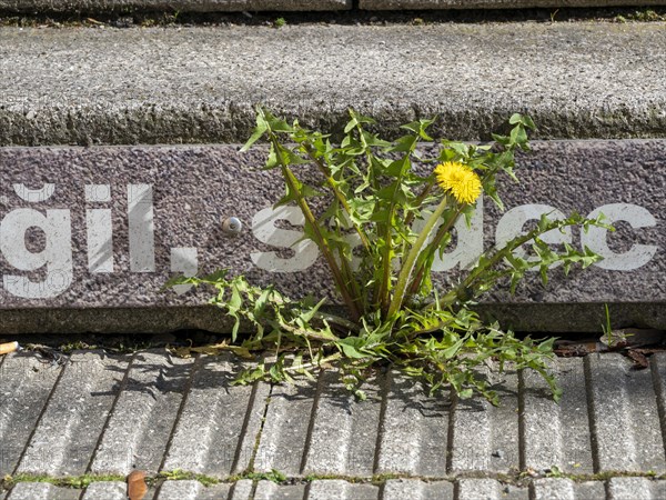 Dandelion growing on the stairs to the Adult Education Centre VHS