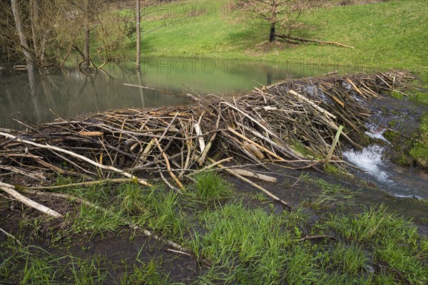 Beaver dam