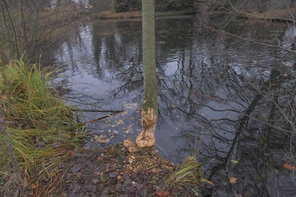 Beaver damage