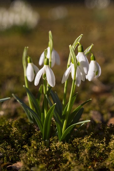 Common snowdrop