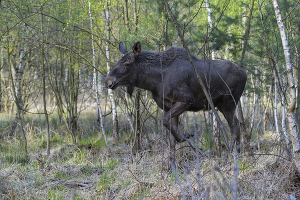 Moose