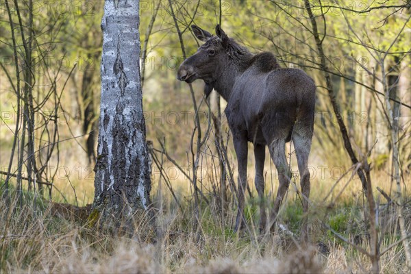 Moose