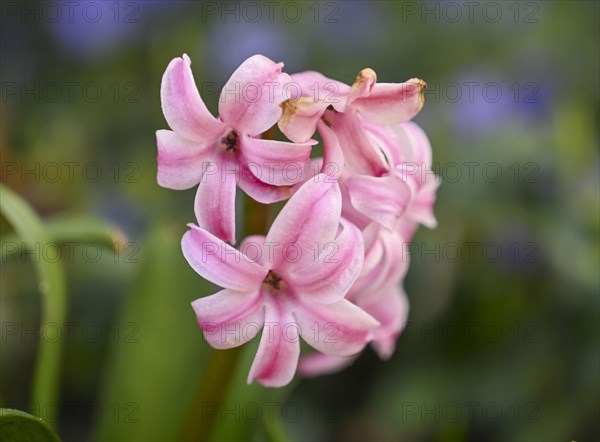 Flower pink hyacinth