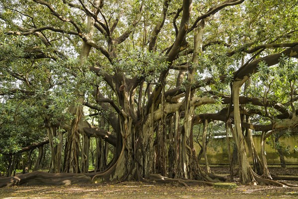 Australian moreton bay fig