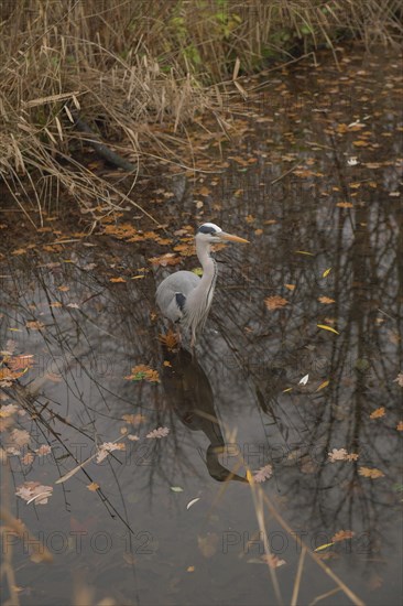 Grey heron