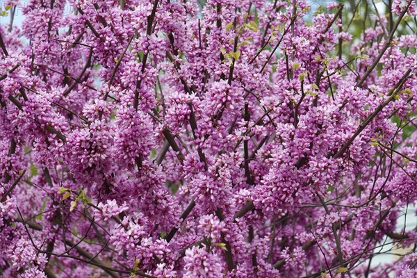 Eastern redbud