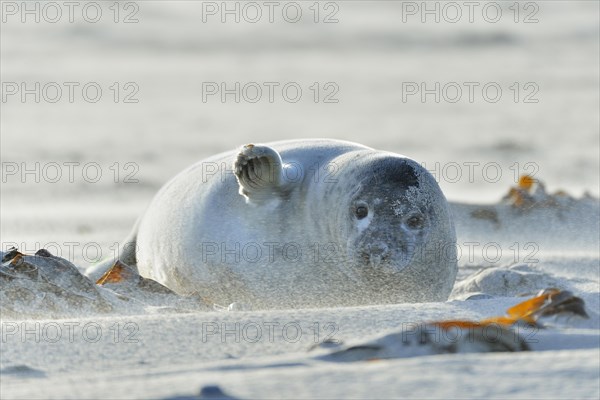 Grey Seal