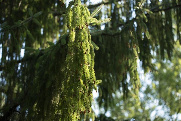 Brewer spruce